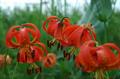 Michigan lily